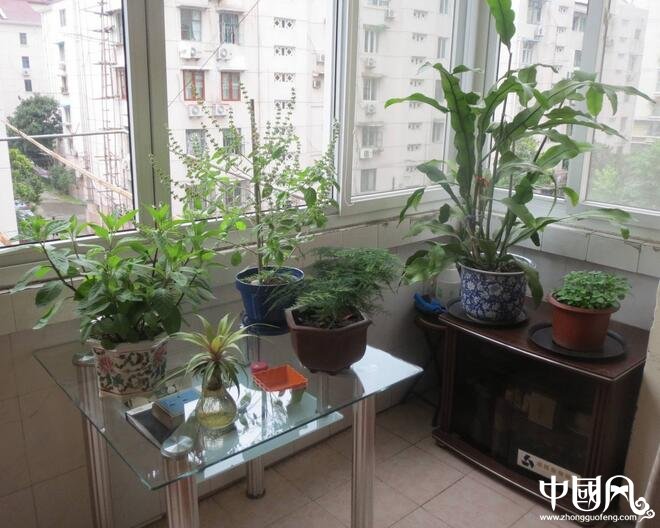 風(fēng)水外陽臺(tái)種什么好