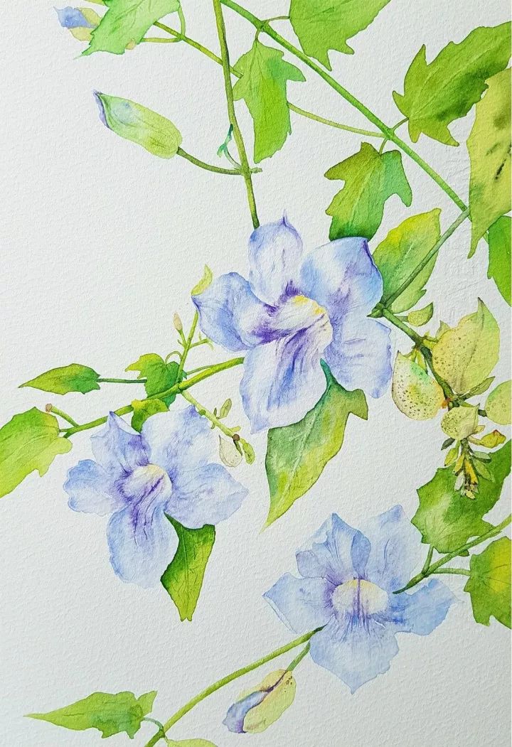 四季水彩花卉插畫，驚艷唯美!