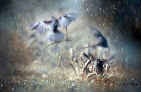 有關(guān)雨的唯美古風(fēng)句子詩詞三首